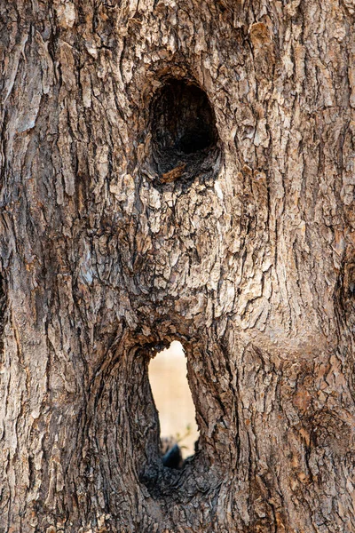 古いオリーブの木の幹に空洞と穴があり — ストック写真