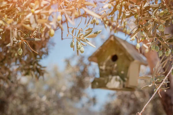 木の鳥小屋がオリーブの木にかかっている 春の野鳥や野鳥観察 — ストック写真