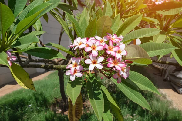 Plumeria Kwitnie Tropikalnym Ogrodzie Hawaje Koncepcja Raju — Zdjęcie stockowe