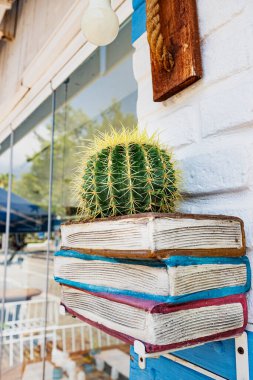 Lezzetli Echinocactus grusonii Meksika kaktüsü süs bitkisi olarak