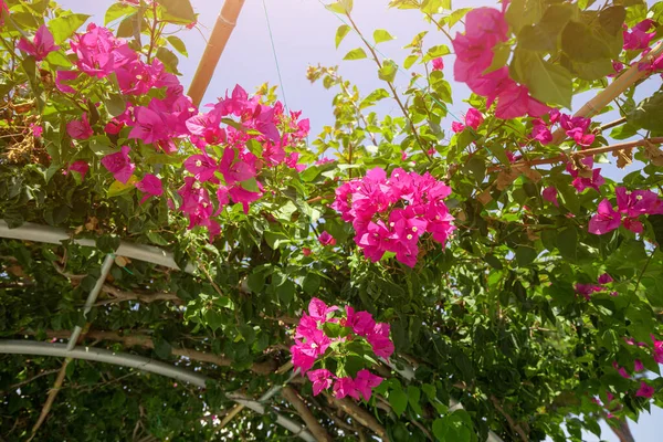 Bougainvillea Virágzik Üvegházban Botanikus Kert Növényvilág Koncepciója — Stock Fotó