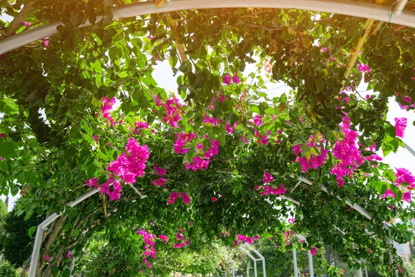 Bougainvillea Kvete Skleníku Koncept Botanické Zahrady Flóry — Stock fotografie