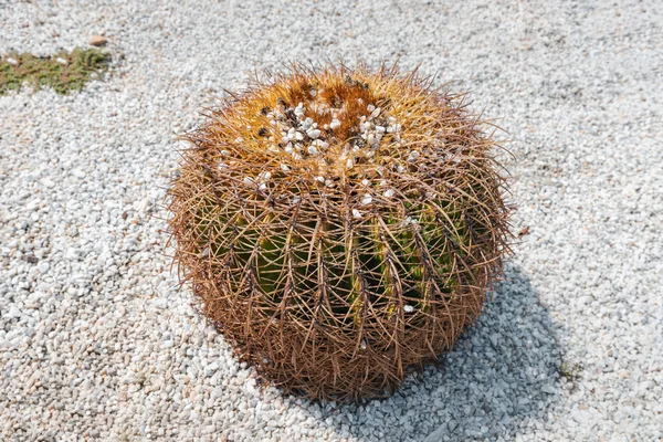 Šťavnatý Echinocactus Grusonii Mexický Kaktus Jako Okrasná Rostlina — Stock fotografie