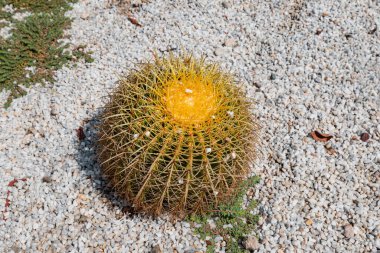 Lezzetli Echinocactus grusonii Meksika kaktüsü süs bitkisi olarak
