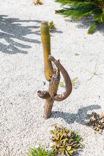 Mrtvý Zvadlý Kaktus Zahradě Kvůli Abnormálnímu Horku Koncept Změny Klimatu — Stock fotografie