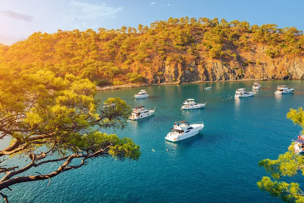 Panoramic Seascape Paradise Bay Middle Pine Forest Many Yachts Boats — Stock Photo, Image