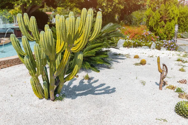 Cacti Other Exotic Tropical Plants Botanical Garden — Stock fotografie