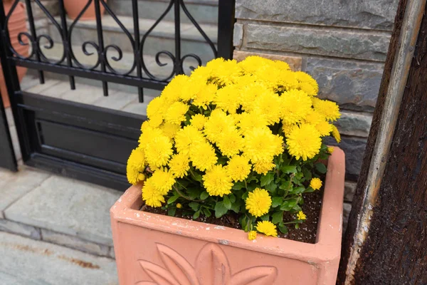 Желтые Декоративные Цветы Горшке Входных Ворот — стоковое фото