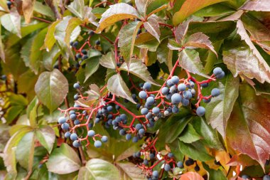 Partenosissus üzüm familyasından bir tırmanma filizidir. Sonbahar mevsiminde meyve ve yapraklar