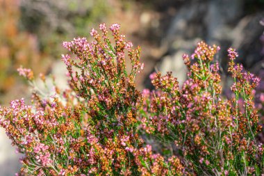 Heather yakın plan çekim yapıyor. Bu çalı iyi bir bal bitkisi ve dekoratif.