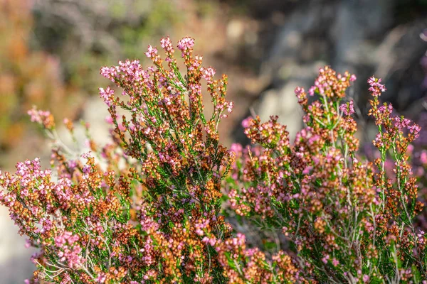 Heather yakın plan çekim yapıyor. Bu çalı iyi bir bal bitkisi ve dekoratif.