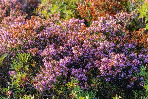 Heather Virágzik Közelről Bokor Egy Mézelő Növény Dekoratív — Stock Fotó