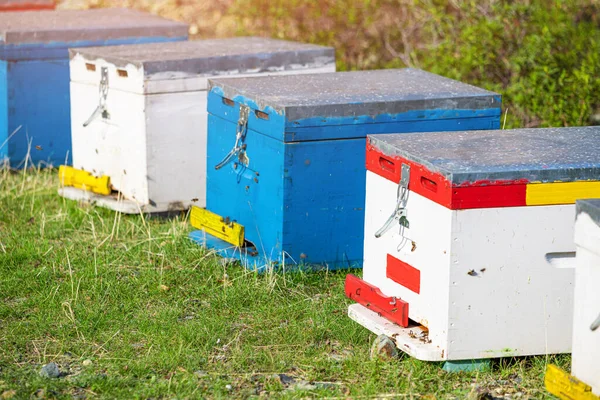 Много Ульев Пчелиной Пасеке Собирают Мед Весело Жужжат Концепция Сельского — стоковое фото
