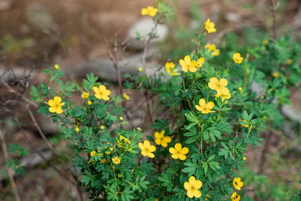 Dasiphora Fruticosa Chá Kuril Arbusto Com Flores Amarelas Vivas Que — Fotografia de Stock
