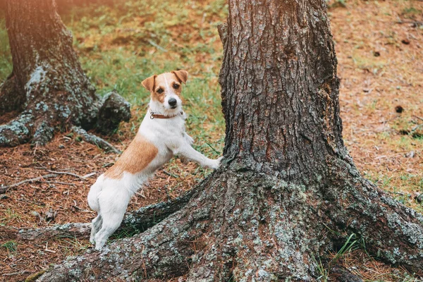 Kleine Schattige Jack Russell Terrier Hond Met Een Halsband Staat — Stockfoto