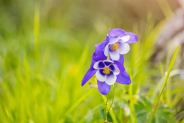 Aquilegia Fábrica Herbácea Floresce Prados Rio Inundação Nas Montanhas Altai — Fotografia de Stock