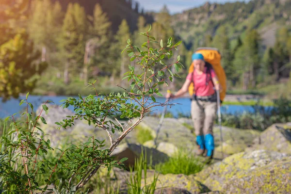 Chica Viajera Con Bastones Trekking Una Gran Mochila Camina Largo — Foto de Stock