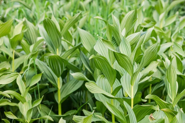 Veratrum Egy Gyakori Évelő Növény Egy Erős Méreg Alkaloidok — Stock Fotó