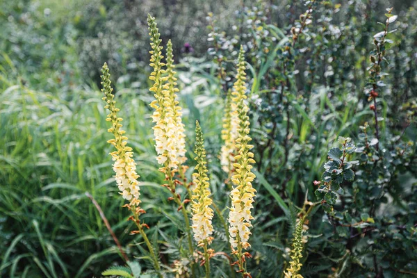 森の清掃に咲くデジタル植物 — ストック写真