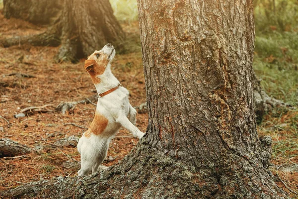 Liten Och Söt Jack Russell Terrier Hund Med Krage Står — Stockfoto