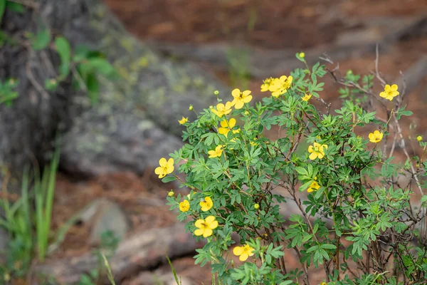 Dasiphora Fruticosa Chá Kuril Arbusto Com Flores Amarelas Vivas Que — Fotografia de Stock