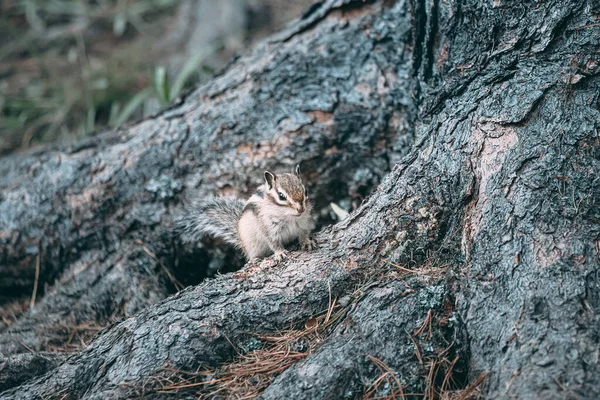Ein Streifenhörnchen Der Wurzel Einer Zeder Sucht Nach Nahrung Und — Stockfoto