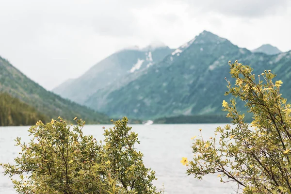 Uno Los Principales Atractivos Naturales Altai Toda Rusia Lago Multa — Foto de Stock
