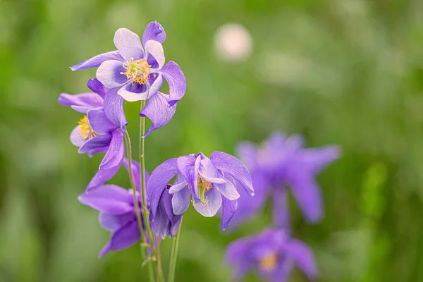 Aquilegia Fábrica Herbácea Floresce Prados Rio Inundação Nas Montanhas Altai — Fotografia de Stock