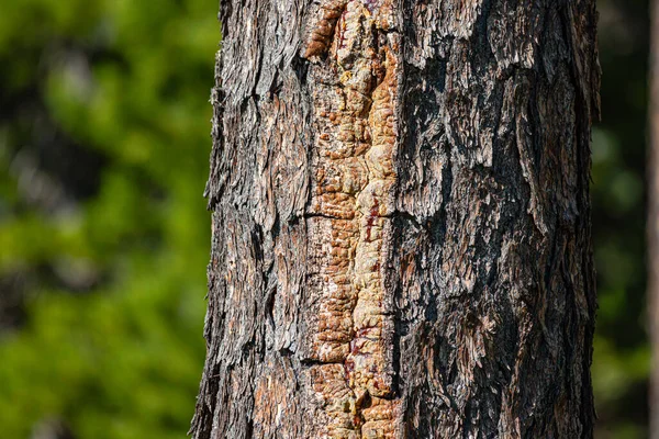 松の木の幹のクローズアップ 林業の概念 — ストック写真