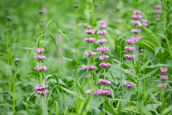 Phlomoides Tubosaまたはエルサレムセージ開花植物は有名な薬ハーブです — ストック写真