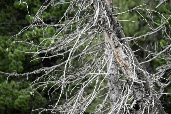 森の中の病気で死んだモミの木 — ストック写真