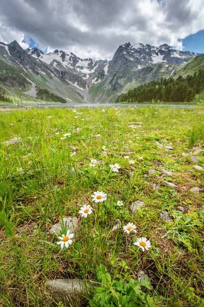 Vertical Photo Clearing Daisies Mountains — Stock Photo, Image