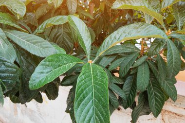Loquat yaprağı bahçede yakın plan..