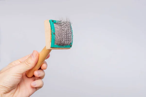 Cardado Peine Con Pelo Mascota Aislado Sobre Fondo Blanco Concepto — Foto de Stock