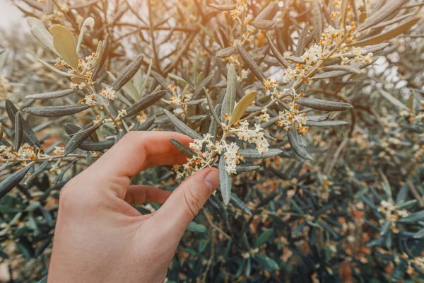 Agricultor Criador Masculino Cuida Uma Oliveira Com Flores Mão Corrige — Fotografia de Stock