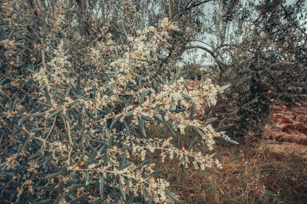 A blooming olive tree on an oil production farm at spring. Flowers and petals close-up on a branch