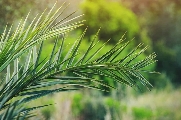 Exotische Palmblad Close Zicht Begrip Tropische Flora — Stockfoto