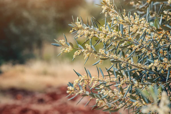 A blooming olive tree on an oil production farm at spring. Flowers and petals close-up on a branch