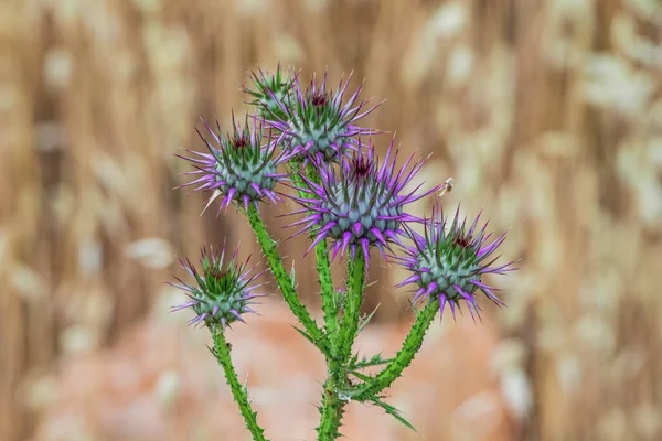 Thorny Thistle Flower One Symbols Scotland Popular Remedy Herbal Folk — Stockfoto