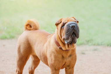 Shar Pei dog breed walking in park. Unusual and funny adorable pet from China. Adorable muzzle with numerous wrinkles and saliva secretions clipart