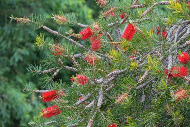 Tropikal parkta çiçek açan kallistemon ya da şişe çalı ağacı. Avustralya 'ya özgü, dünyanın dört bir yanındaki süs bahçelerinde kullanılır.