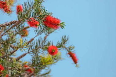 Tropikal parkta çiçek açan kallistemon ya da şişe çalı ağacı. Avustralya 'ya özgü, dünyanın dört bir yanındaki süs bahçelerinde kullanılır.