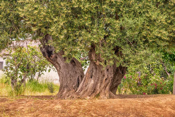 Old Olive Tree Powerful Trunk Wide Crown Farm — Stock Photo, Image