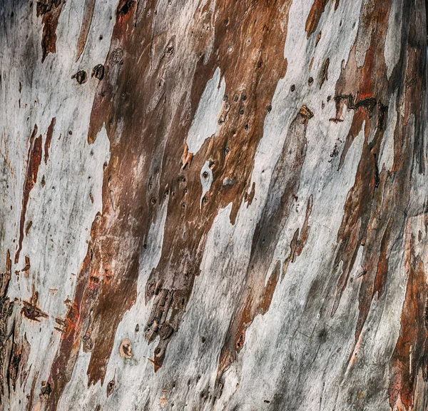 Sycamore Strom Kůra Zblízka Pohled Pozadí Textura — Stock fotografie