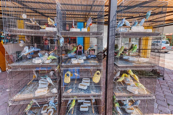Caged parrots for sale at the street market near pet shop