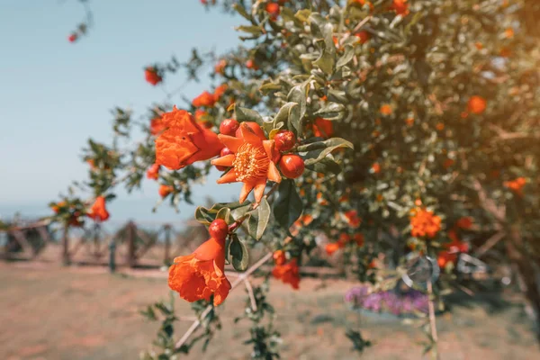 Blooming pomegranate - as an ornamental and agricultural plant. Close-up on a red flower at spring