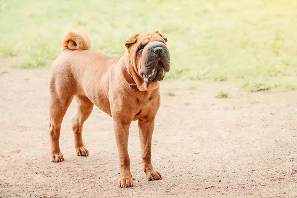 Shar Pei dog breed walking in park. Unusual and funny adorable pet from China. Adorable muzzle with numerous wrinkles and saliva secretions