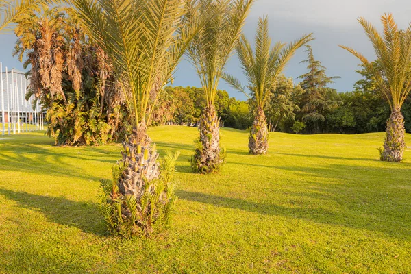 Palmy Zelenou Trávou Rostoucí Parku Při Západu Slunce Rozvoj Zlepšení — Stock fotografie