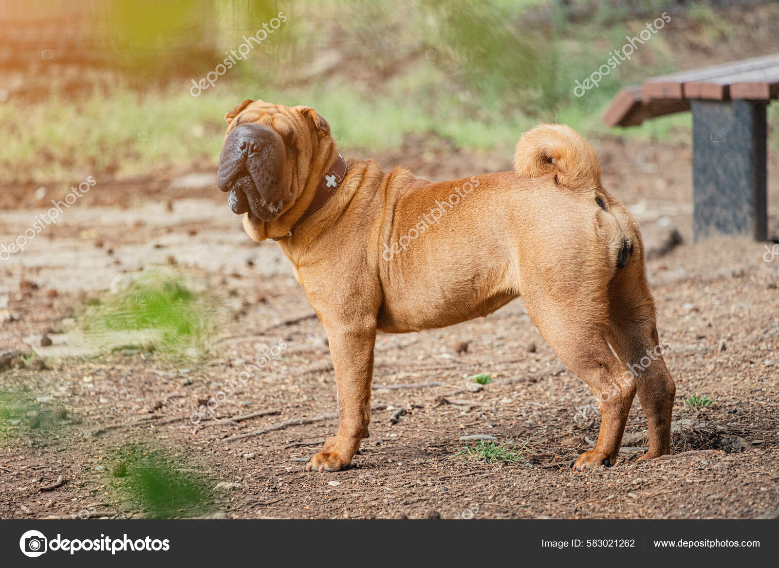 Shar Pei Dog Breed Walking Park Unusual Funny Adorable Pet