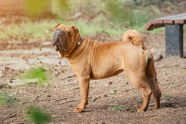 Shar Pei dog breed walking in park. Unusual and funny adorable pet from China. Adorable muzzle with numerous wrinkles and saliva secretions